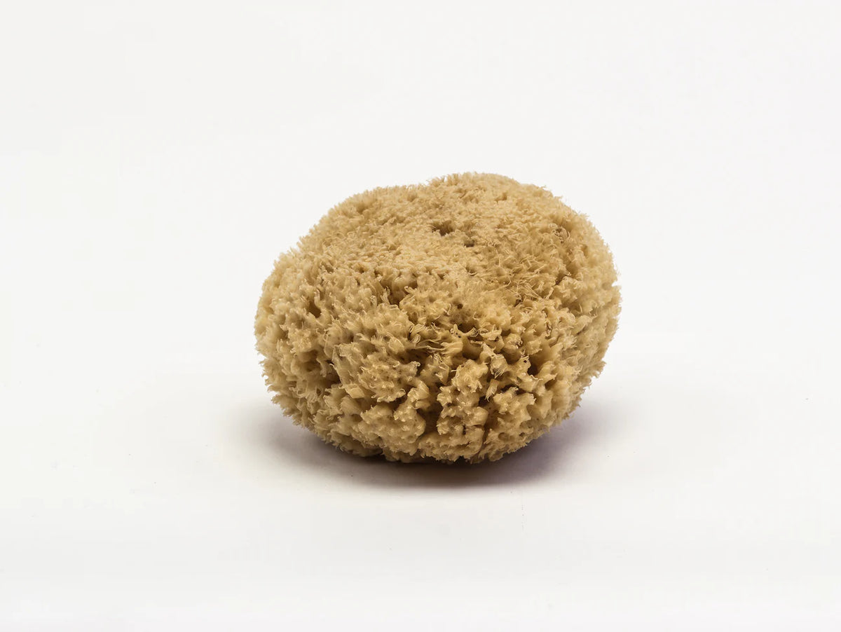 Sea Sponge